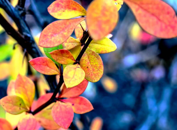 yellow and red autumn leaves on a branch on a cloudy day