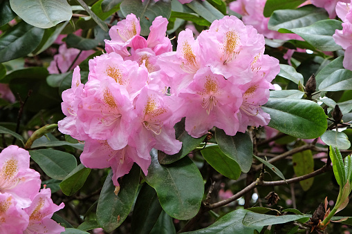 Colorful flowering (or blooming) rhododendron after rainfall in late spring or early summer. The rhododendron hybride is called “Roseum Elegans”. \nRoseum Elegans blooms in June with beautiful lavender flowers fading to pink, with reddish brown spotting. The foliage is olive green. It is an old (Catawbiense) hybride bred by A. Waterer before 1851. It tolerates sun, heat and cold and is a dense and vigorous grower, reaching the height of 2-3 meter (in 10-20 years). The image was captured with a fast prime 105mm macro (or micro) lens and a full-frame DSLR camera ensuring clean and large files. Shallow depth of field with focus placed over the nearest flowers (and raindrops). The background is blurred.