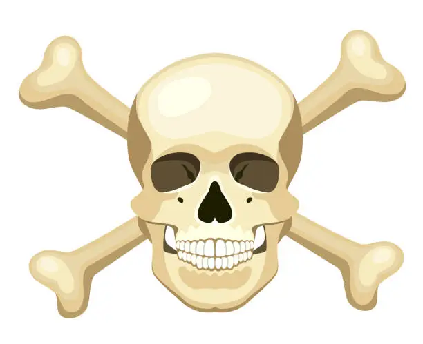 Vector illustration of Human skull. Skull and bones.