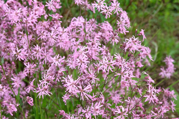 istock Pink Ragged Robin campions in flower. 1954551499