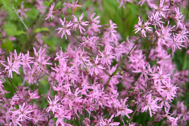 istock Pink Ragged Robin campions in flower. 1954552056