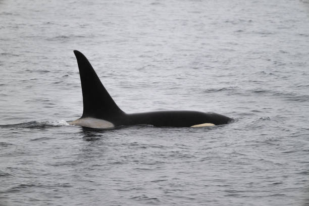 istock Killer whale at North Pacific Ocean, Alaska 1954553171