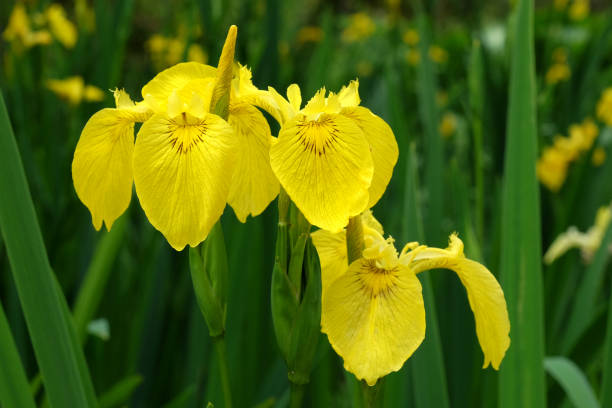istock Yellow flag iris is in flower. 1954556212
