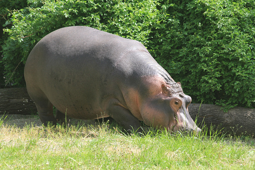 small young hippo in the green grass
