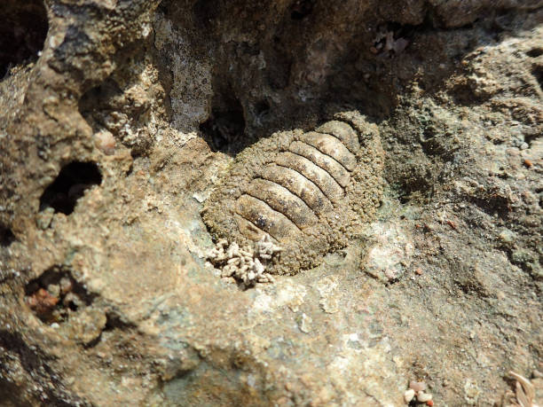 lepidochitona animal from the egypt beach - chiton zdjęcia i obrazy z banku zdjęć