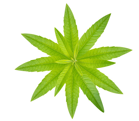 Aloysia citrodora or lemon verbena leaves, bud and extract is used in traditional medicine in Latin American countries
