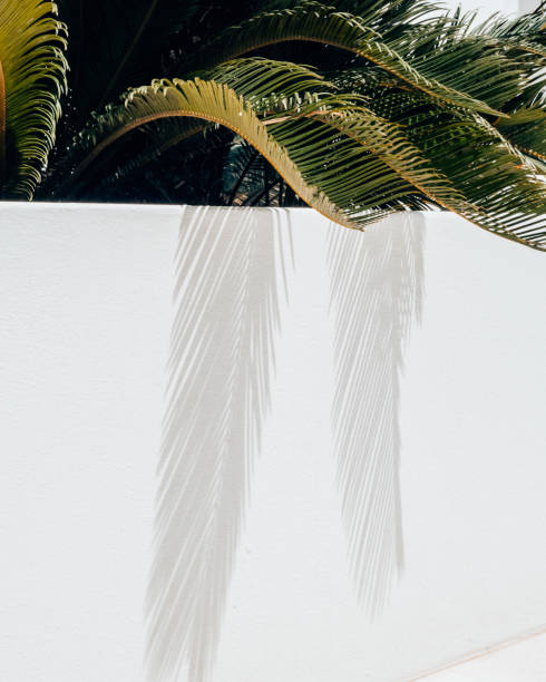 istock Shadow of a palmtree on a white wall 1954575427