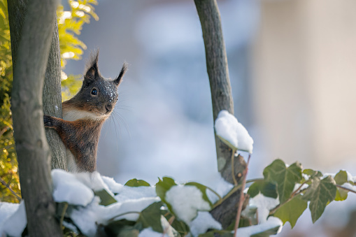 Squirrel gazes upon snowy branches from the ground