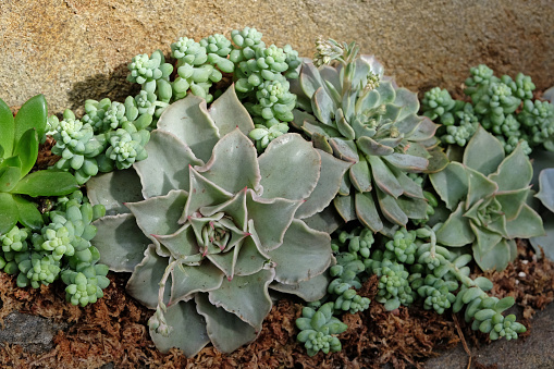 'Hens and Chicks' Sempervivum or Houseleeks growing between River Stone Pavers in a Garden Path.