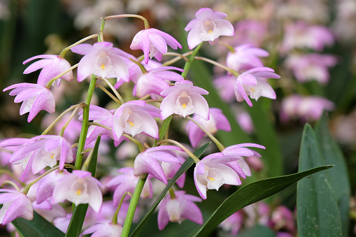 Purple Dendrobium Bardo Rose orchid in flower.