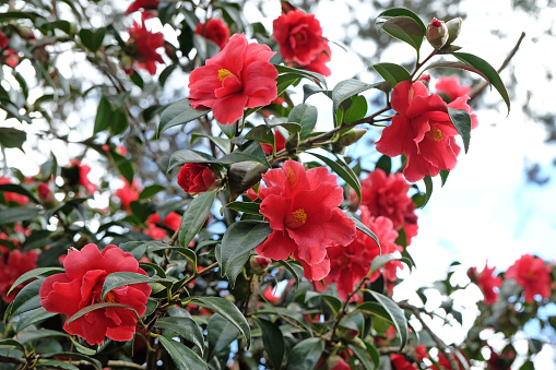 Red Single Camellia 'Freedom Bell' in flower.