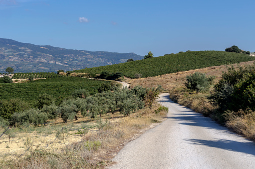 Agriculture. Road and vineyards, olive groves and other plants grow in the valley on an autumn, sunny day against the backdrop of mountains (Peloponnese, Greece)