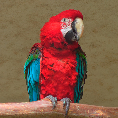 Large beautiful colorful macaw parrot sitting on a branch close up.