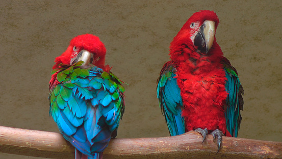 Two large beautiful colorful macaws parrots sitting on a branch, close up.
