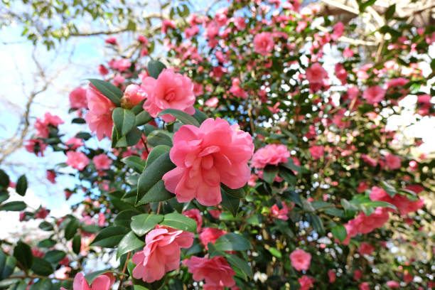 istock Pink Double Camellia 'Water Lily in flower. 1954602549