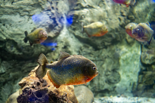 The red piranha fish in the Zoo aquarium. Pygocentrus nattereri is a type of piranha.