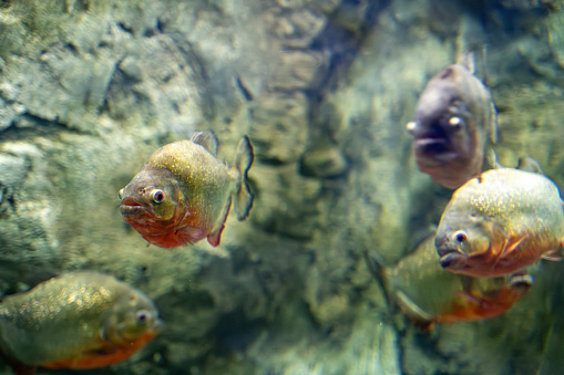 The red piranha fish in the Zoo aquarium. Pygocentrus nattereri is a type of piranha.