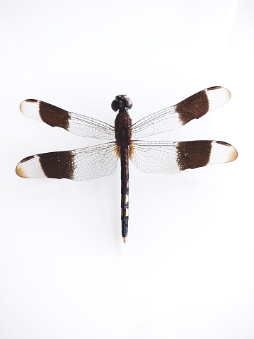 The dragonfly, with open wings, isolated on a white wall, also popularly known as damselfly, washerwoman or hyacinth, belonging to the suborder Anisoptera.