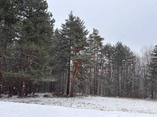 istock snow falling from the sky near the trees and snowboarder 1954626080