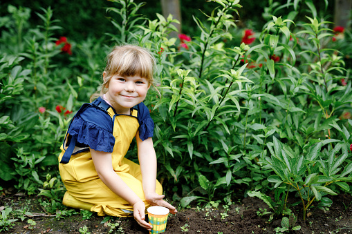 Little preschool girl planting seedlings of sunflowers in domestic garden. Toddler child learn gardening, planting and cultivating flower and plant. Kids and ecology, environment concept