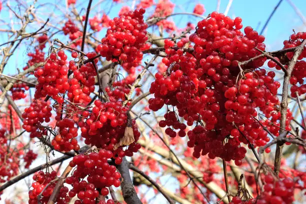 Red berries of the viburnham betulifolium birchleaf viburnum