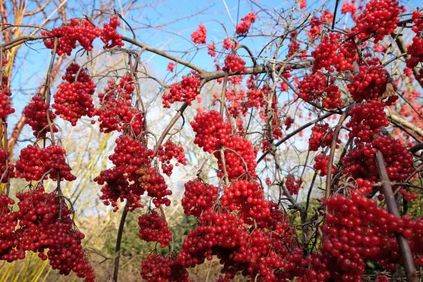 Red berries of the viburnham betulifolium birchleaf viburnum