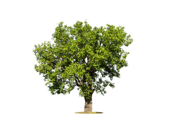 istock Cutout isolated tree for use as a raw material for editing work. isolated beautiful fresh green deciduous almond tree on white background with clipping path. 1954631097