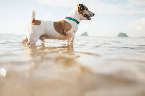 istock Young dog exploring the world 1954639142