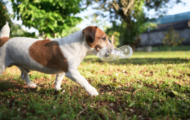 istock Playful dog on sunshine day Jack russell terrior in morning routine 1954639146