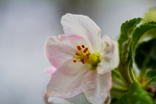 Pink and white apple blossoms and juicy green leaves, raindrops, close-up, against a blue sky background