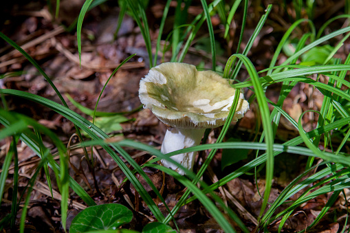 A mushroom Russula virescens is a basidiomycete mushroom of the genus Russula, and is commonly known as the green-cracking russula, the quilted green russula or green brittlegill. Mushroom with a green or grey cap and white stem growing among fallen leaves in autumn forest.