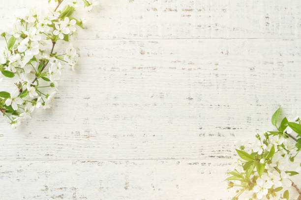 istock Spring background with white apple or cherry blossoms and wooden background. Easter or Passover spring greeting cards with copy space. Natural plants landscape, ecology, fresh wallpaper concept Mockup 1954647944