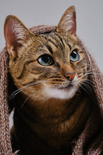 istock Cat covered with a woolen scarf. 1954657035