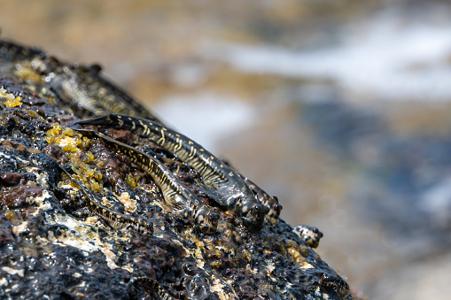 Jewelled Rockskipper Rockskipper Also Known As Combtooth Blenny Resting On Rocks On Ilot ...