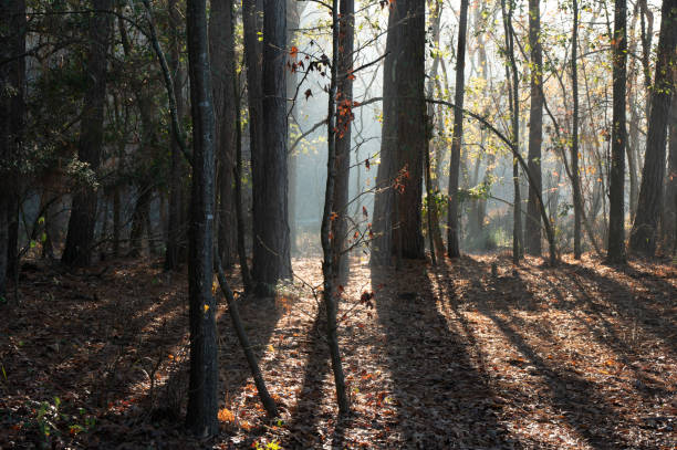 Dawn illuminates the forest on a winter day in January.