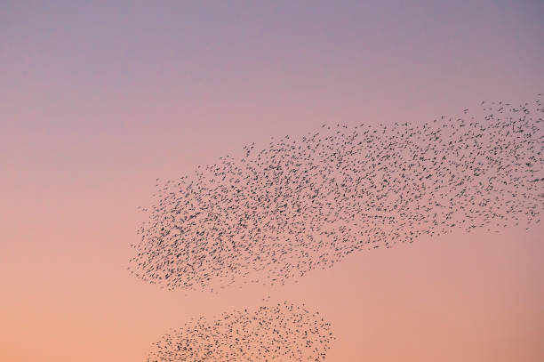 istock Starling murmuration with flying birds in the sky during sunset 1954661465