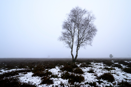 Birch tree on a foggy moor during a cold and misty winter morning at the Veluwe Nature reserve, Gelderland, The Netherlands. There is some snow on the ground and fog in the distance during this cold winter morning.
