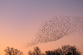Starling murmuration with flying birds in the sky during sunset
