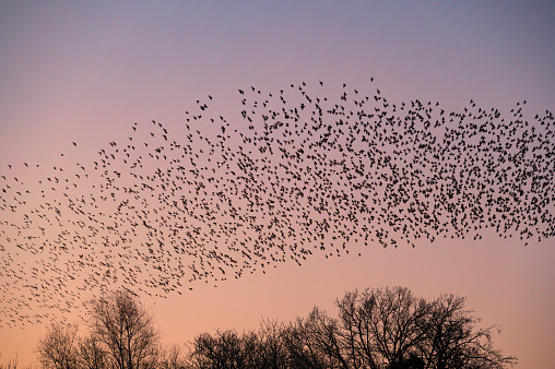 Starling birds murmuration in a clear sky during a calm sunset at the end of the day. Huge groups of starlings in the sky that move in shape-shifting clouds before landing in the trees for the night.