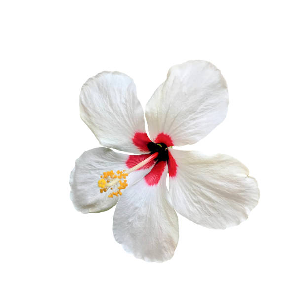 White hibiscus on isolated background.
