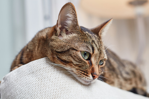 Beautiful short hair cat lying on the sofa at home. Close up portrait of a cat. The muzzle of a brown domestic cat. Selective focus.