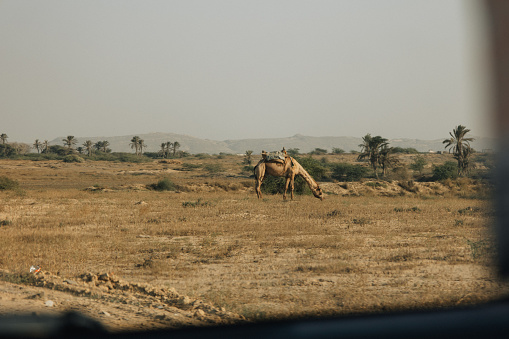 Camel gracefully traversing the vast and serene deserts of Pakistan
