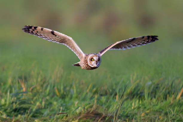 istock Short-eared owl (Asio flammeus) in flight over a meadow in the Netherlands 1954682118