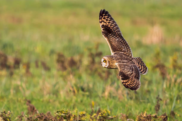 istock Short-eared owl (Asio flammeus) in flight over a meadow in the Netherlands 1954682120