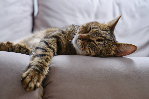 istock Cat  sleeping on the sofa at home. 1954682657