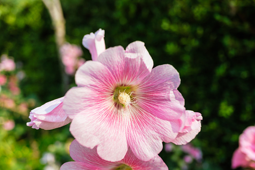 Hollyhock  flower blooming in garden  beautiful with  selective focus