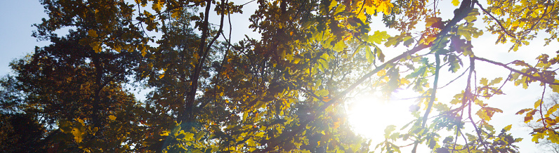 tree canopy autumn