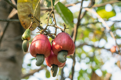 Cashew nut ripe on the tree in an  agriculture garden .