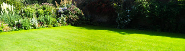 istock lawn green grass garden summer lush sunlight 1954696216