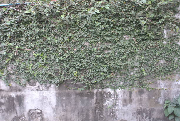 istock Brick walls creeping trees,Green leaves, old buildings 1954697327